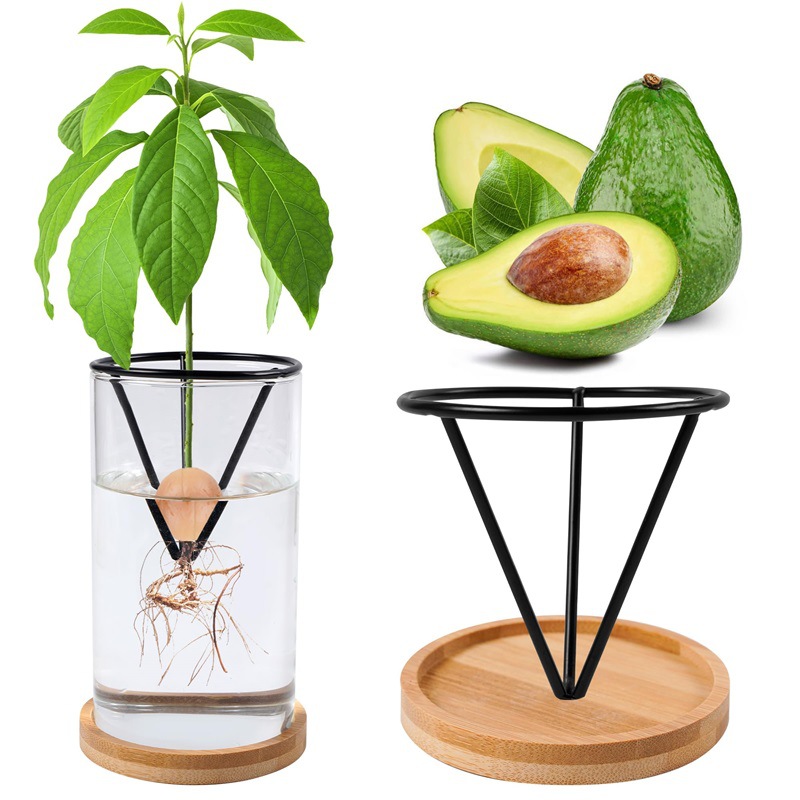 Hydroponic Kit - Topraksız Cam Avokado Tohumu Vazo Avokado