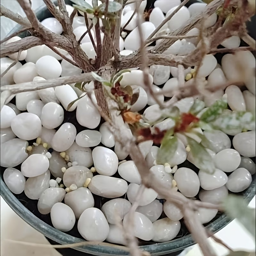 300/600g Cilalı Beyaz Çakıl Ta - Indoor Herb Garden incelemesi ve fiyatı