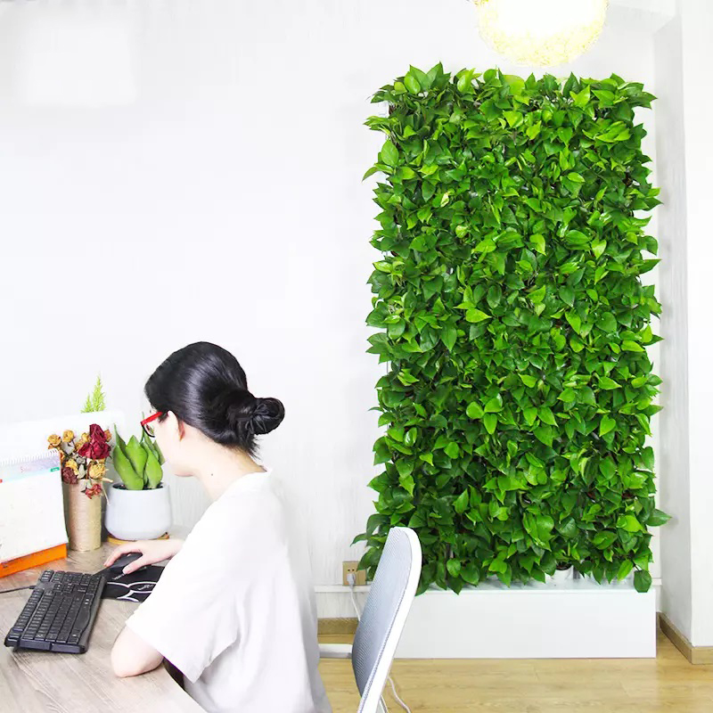 2 Metrekarelik Duvara Monte Hi - Hydroponic Kit incelemesi ve fiyatı