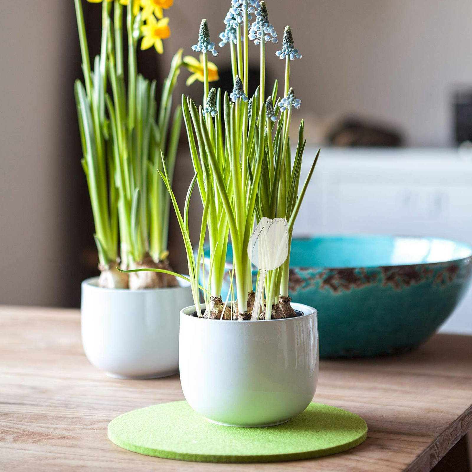 2 Adet Yüksek Kaliteli Borosil - Self Watering Planter incelemesi ve fiyatı