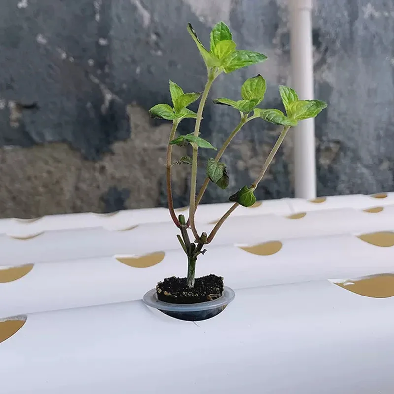 Topraksız Yetiştirme Sistemi S - Hydroponic Kit incelemesi ve fiyatı