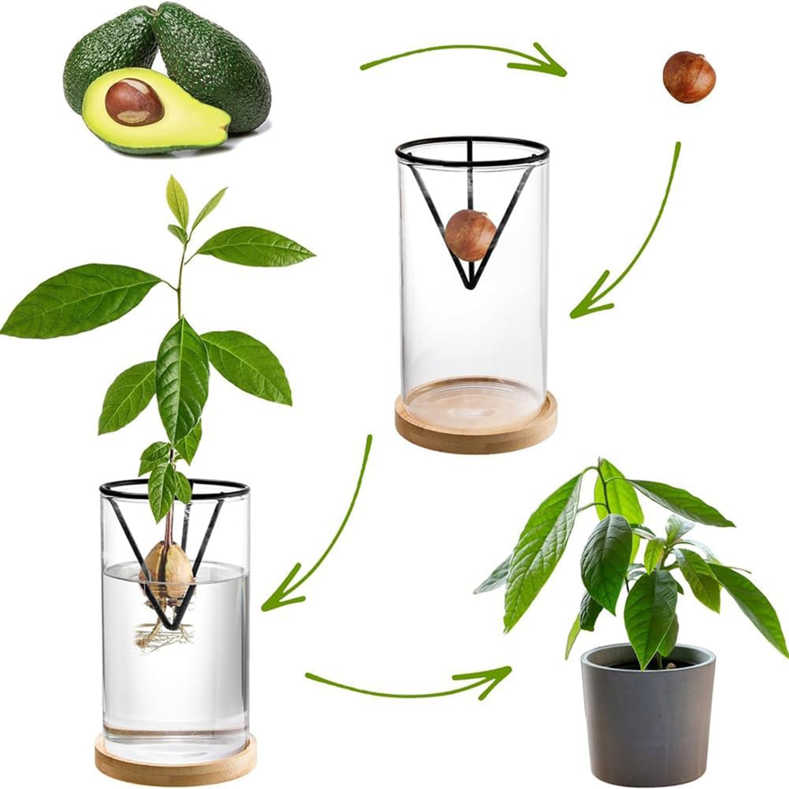 Topraksız Cam Avokado Tohumu V - Hydroponic Kit incelemesi ve fiyatı